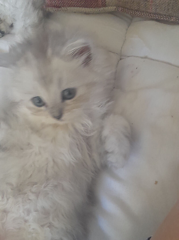 Pur dolls silver  chinchilla  persian  ragdoll kittens