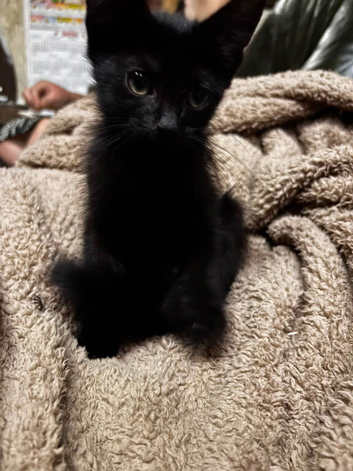 Male kittens