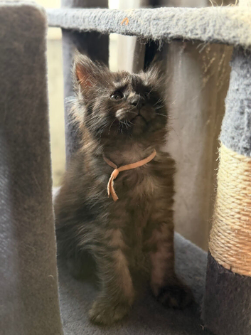 4 girls left Beautiful Maine coon kittens