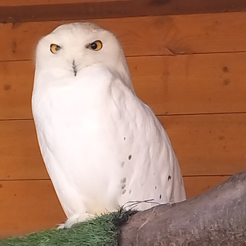 Pair of Snowy Owls for Sale