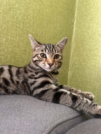 beautiful Bengal & Siamese mix kitten is looking for a new home