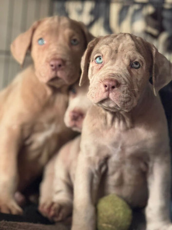 Beautiful puppy&rsquo;s looking for a home