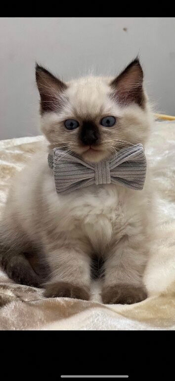 Fully vaccinated, GCCF, microchipped, flea treated and dewormed ragdoll kitten