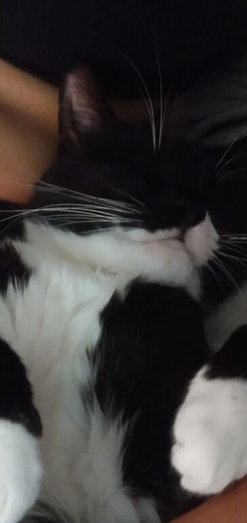 Cats and kittens