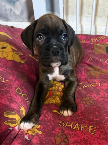 Gorgeous K.C boxer pups for sale
