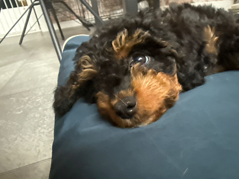Cavapoo