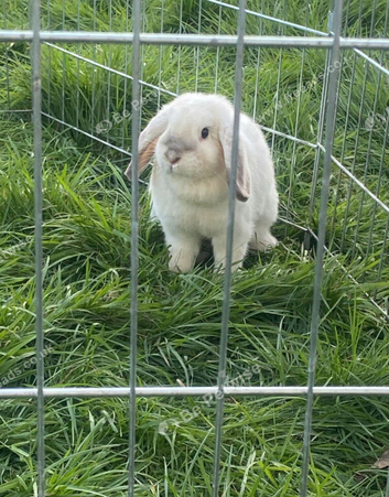 Female french mini lop for sale