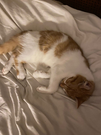 Absolutely Gorgeous Ginger and White Kitten