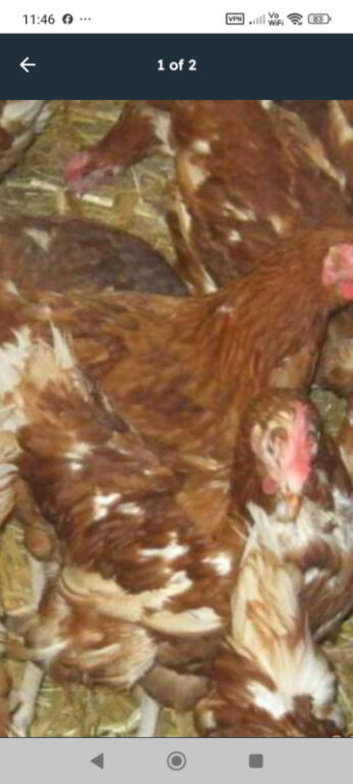 Last 8 Rescued egg laying hens &pound;6 each or 5 for &pound;25