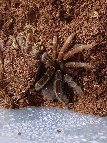 Rare! Lyrognathus Giannisposatoi - Sumatran stoutleg tarantula