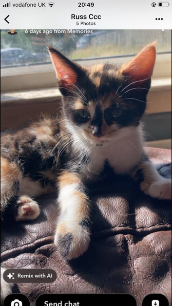 Mixed kittens