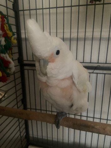 Major Mitchell Cockatoo