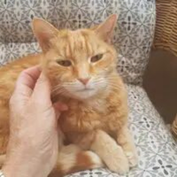 Trustworthy Cat sitter - drop in visits around Chard/Crewkerne area, Somerset