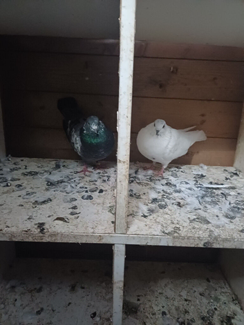 Pigeons for sale