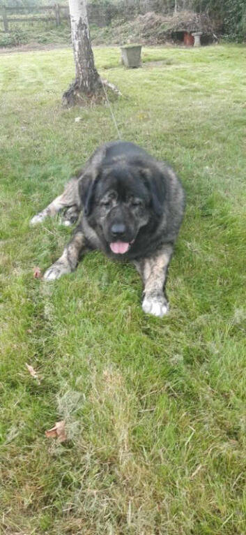 Caucasion Shepherd bitch