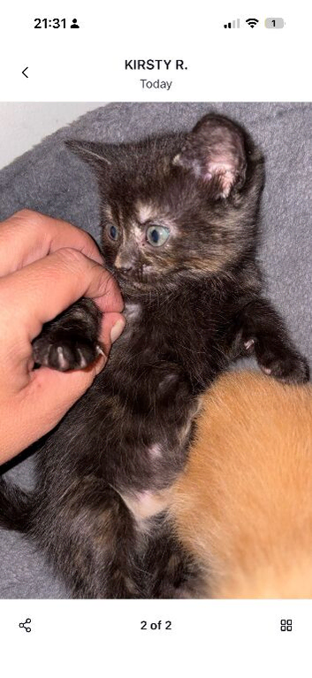 Beautiful black tabby for sale