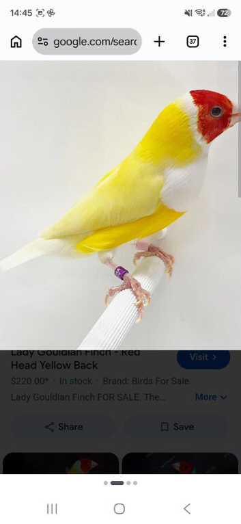Hi looking for gouldian finches in scotland