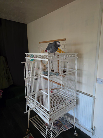 Male African grey 19 yrs old