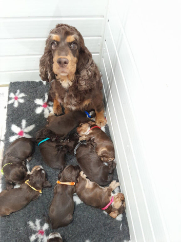 ️  KC Registered Show Type Cocker Puppies️