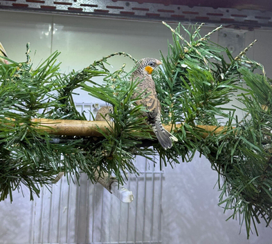 Cut throat finches