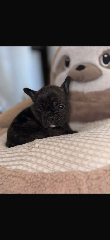French bulldog
