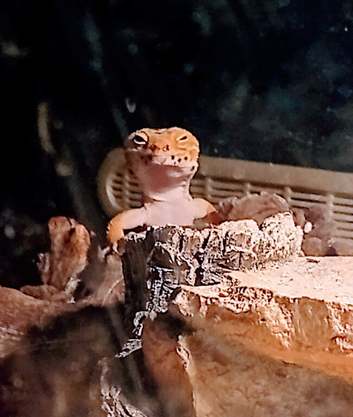 Super hypo tangerine het albino - Blood tangerine line