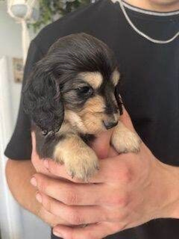 Feisty and Fun Miniature Dachshund Puppies For Sale