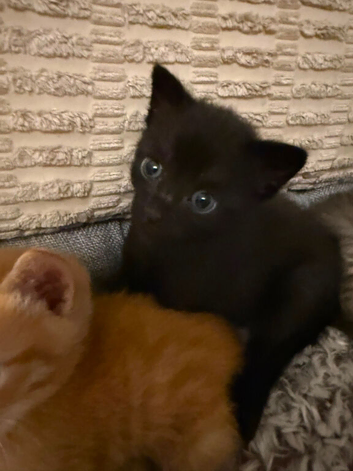 1 beautiful Kitten