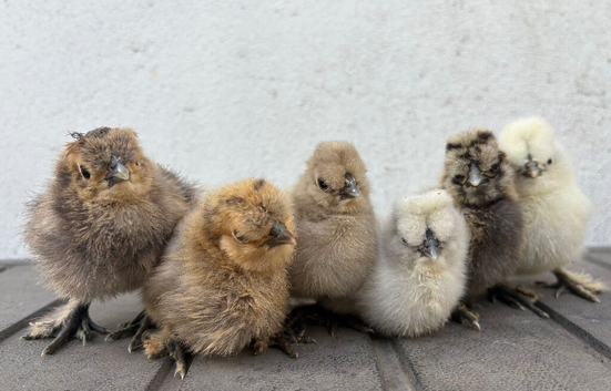 Silkie chicks lots of colours