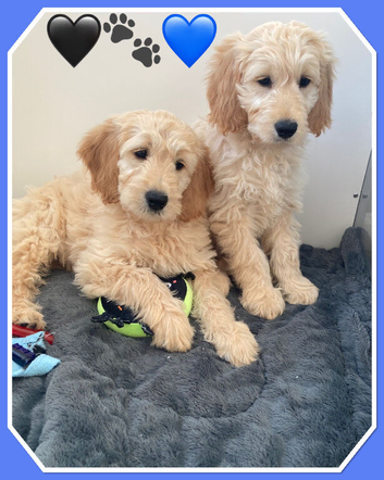 FULLY VACCINATED AND VET CHECKED STUNNING F1 MINIATURE GOLDENDOODLES