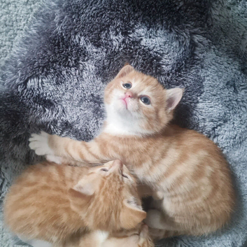 Kittens