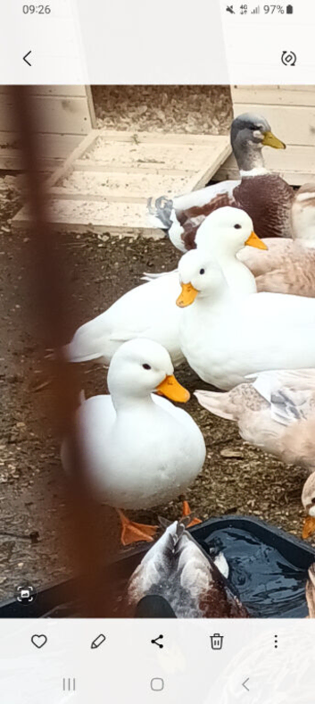 White Call duck pairs
