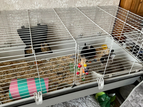 Two Netherland dwarfs