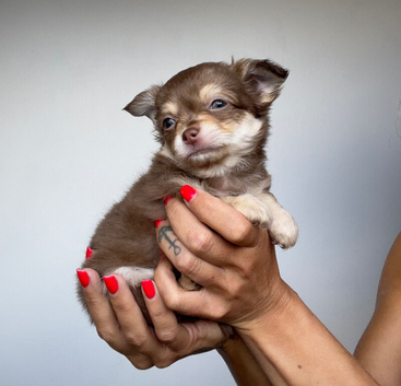 Longhaired Chihuahua puppies / Last pup