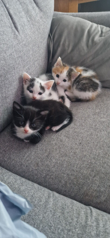 Kittens