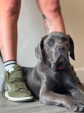 Nellie the neo x Corso