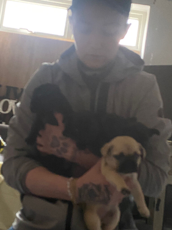 Frug puppies
