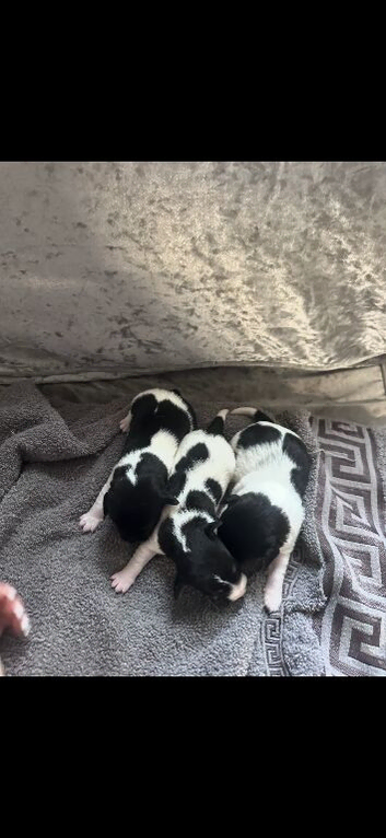 Traditional short legged jack russels