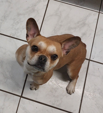 Beautiful Urajiro French bulldog girl