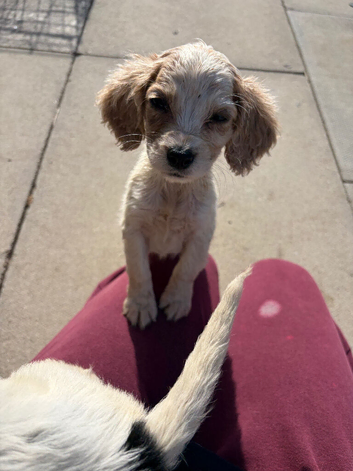 Cocker spaniel