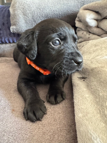 KC registered Labrador puppies