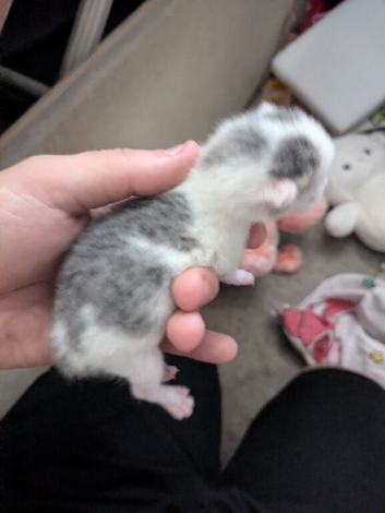 5 kittens