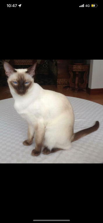 Male Chocolate Point Siamese