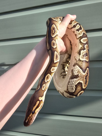 Proven breeder female black pastel ball python.
