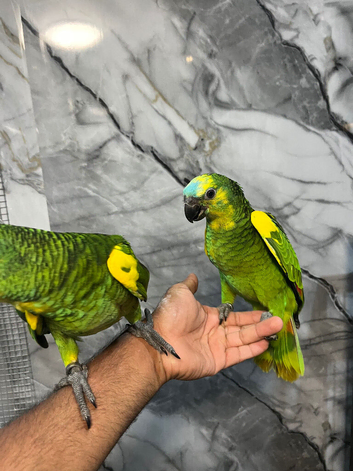 Baby Hand-Rearing Stunning Friendly Cuddly Blue Front Amazon Parrot