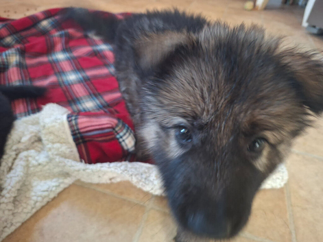 7 beautiful Gsd puppies