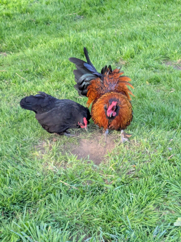 Stunning red cockerel + beloved wife