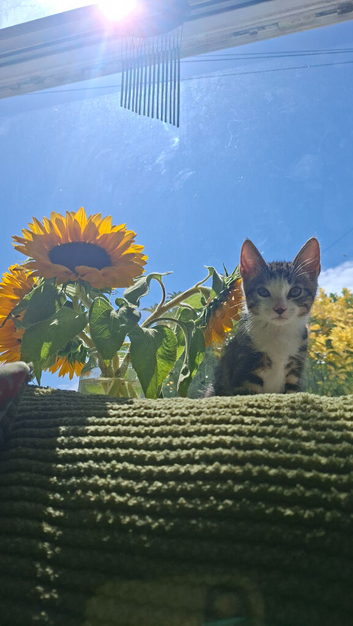 12 week old kitten and Mum