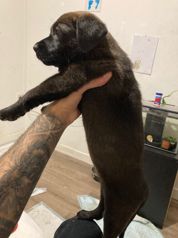 Chocolate Brindle Female Puppy Ready For Her Forever Home!!