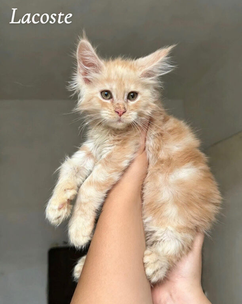 Champion Lines Maine coon Kittens Tica Registered